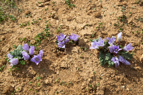 Lila Blüten Der Erde — Stockfoto