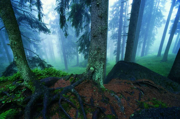 Bela Paisagem Com Uma Árvore Floresta — Fotografia de Stock