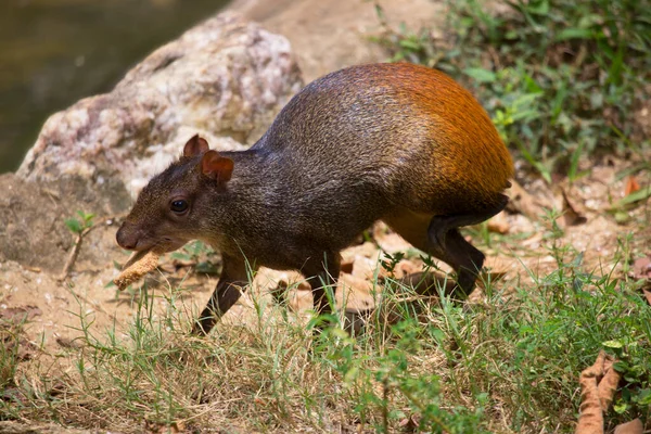 Vista Pequena Capivara Habitat Natural — Fotografia de Stock