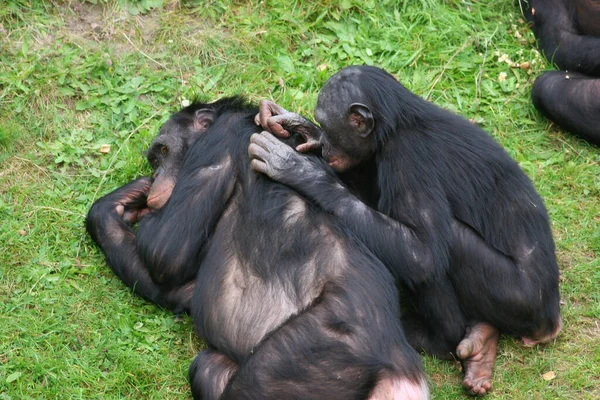 Svarta Gorillor Djurparken — Stockfoto