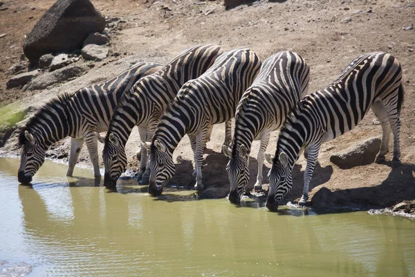 Syn Zebror Nationalparken Afrika — Stockfoto