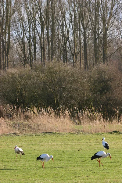 Troupeau Cigognes Dans Parc — Photo