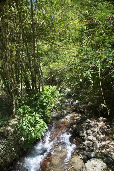 Hermosa Selva Tropical Con Río —  Fotos de Stock