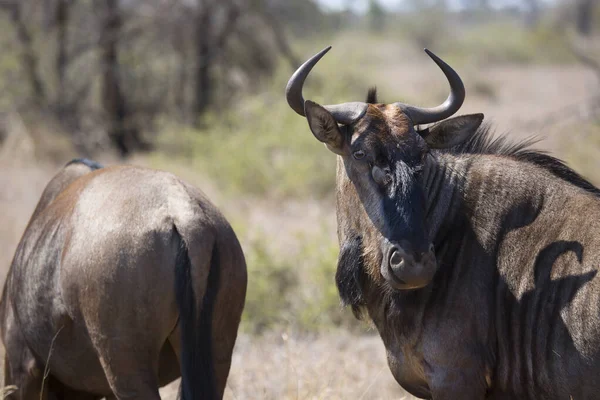 Afrikaanse Buffel Savanne — Stockfoto