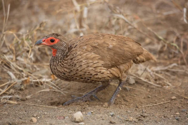 Kırmızı boyunlu francolin ya da kırmızı boyunlu kuş, Pternistis sonra, çim tarlasında yürüyor ve yabani çiçekler