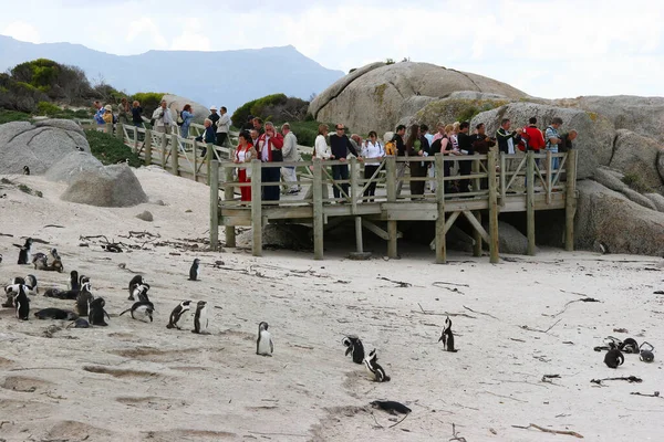 Flock Pingviner Stranden Med Turister Bakgrunden — Stockfoto