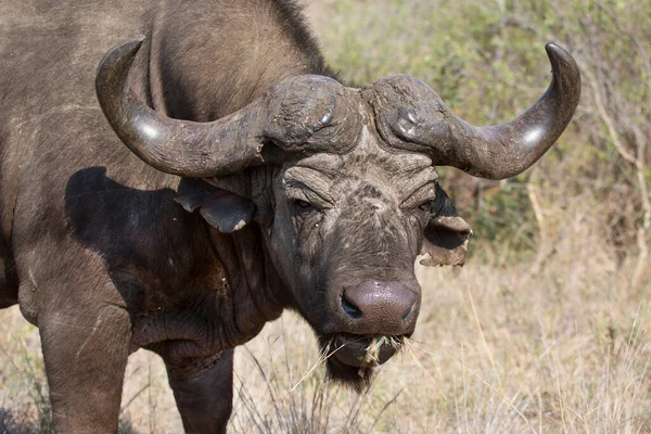 Savanadaki Afrikalı Bufalo — Stok fotoğraf