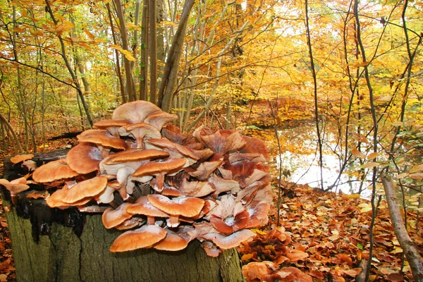 Utsikt Över Trädgrenar Skogen — Stockfoto