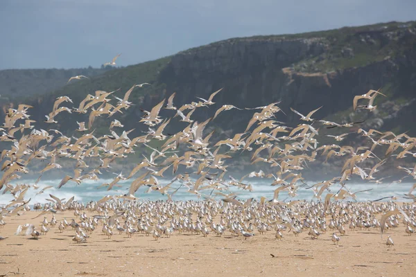 Daha büyük ibikli kırlangıçlar sürüsü