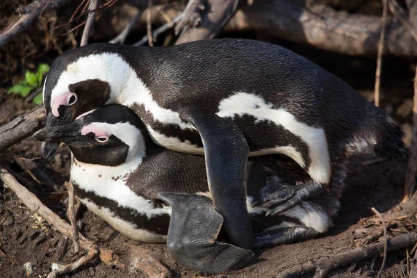 Wandern Und Bewegung Afrikanischer Oder Schwarzfußpinguin Spheniscus Demersus Kolonie Felsigen — Stockfoto