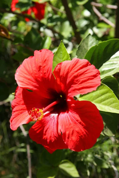 Flor Hibisco Rojo Jardín — Foto de Stock