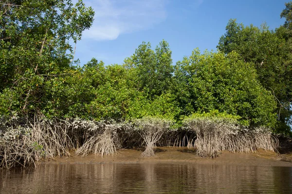 Tropikal bir nehrin kıyısında ayakta duran mangrov ağacı kökleri