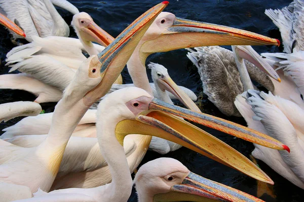 Pelikane Zoo — Stockfoto