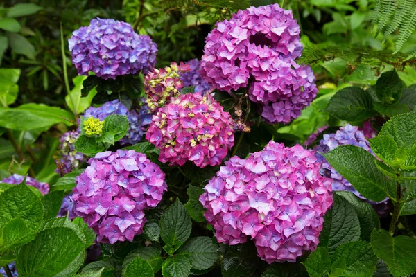 Hermosas Flores Hortensias Jardín —  Fotos de Stock