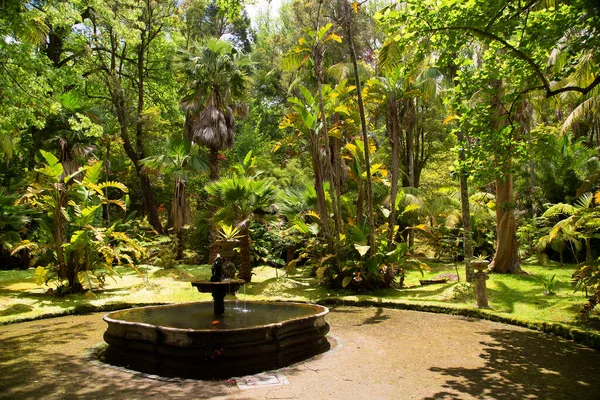 Piękny Ogród Tropikalny Zielonymi Liśćmi — Zdjęcie stockowe