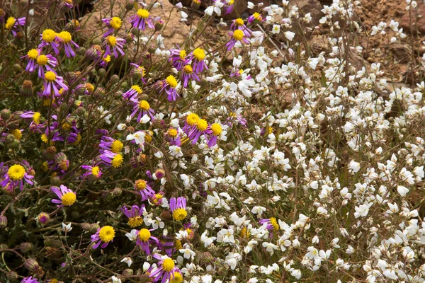 Beautiful Blooming Flowers Meadow — Stock Photo, Image