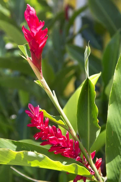 美しい花を咲かせ植物を撃ち — ストック写真