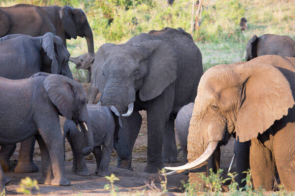Big family african savanna elephants walking from dried up waterhole covered in black mud
