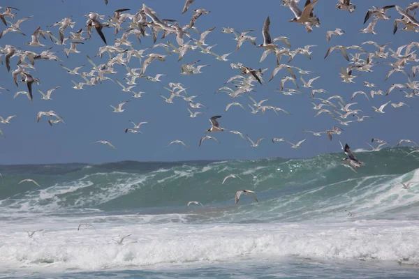 Flock Greater Crested Swift Tern Thalasseus Bergii Flying Ocean Close — Stock Photo, Image