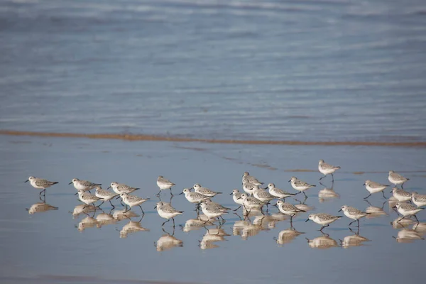 Gaviotas Playa Portugal — Foto de Stock