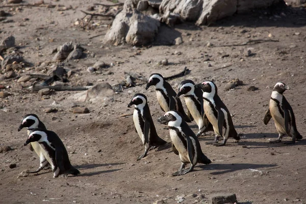 Caminando Movimiento Pingüino Africano Patas Negras Spheniscus Demersus Colonia Playa — Foto de Stock