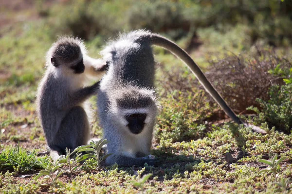 Tiro Foco Seletivo Macaco Bebê Bonito — Fotografia de Stock