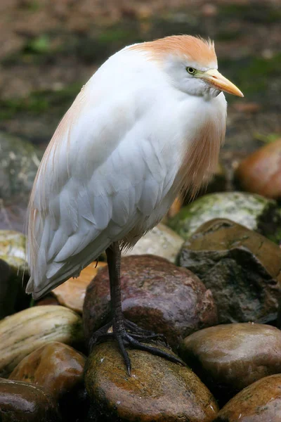 Beyaz Koereiger Kuşunun Görünümü — Stok fotoğraf