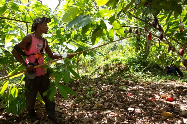 İnsanlar tropikal tarım çiftliğinde hasat topluyor.