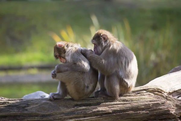 İki rahat Japon makası, Macaca fuscata, birbirlerini tımar ediyorlar.