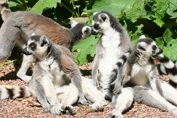 Halka kuyruklu lemur (Lemur catta)