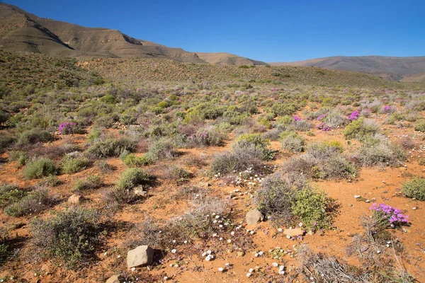Arkasında dağlar olan güzel çöl manzarası.
