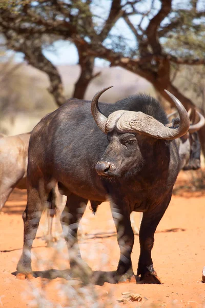 Bull Búfalo Africano Cabo Syncerus Caffer Caminhando Sobre Areia Deserto — Fotografia de Stock