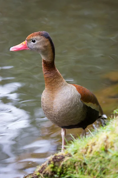 Duck Water — Stock Photo, Image