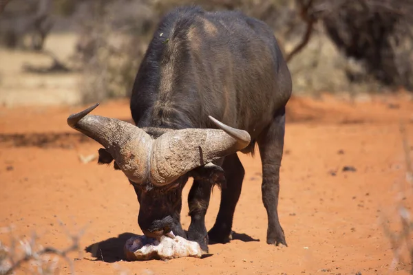 Bull Búfalo Africano Cabo Syncerus Caffer Caminhando Sobre Areia Deserto — Fotografia de Stock