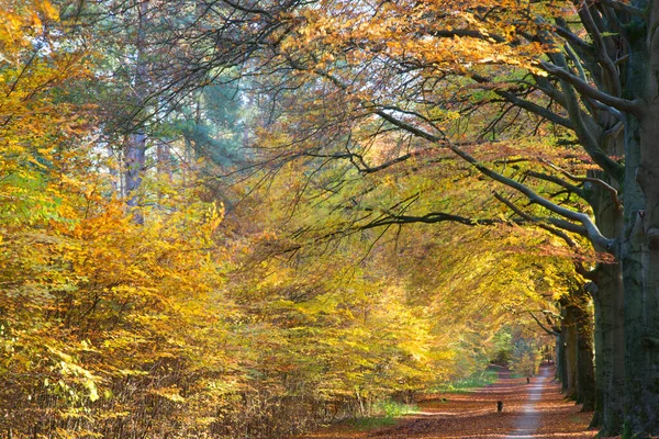 Podzimní Krajina Barevnými Stromy Listy — Stock fotografie