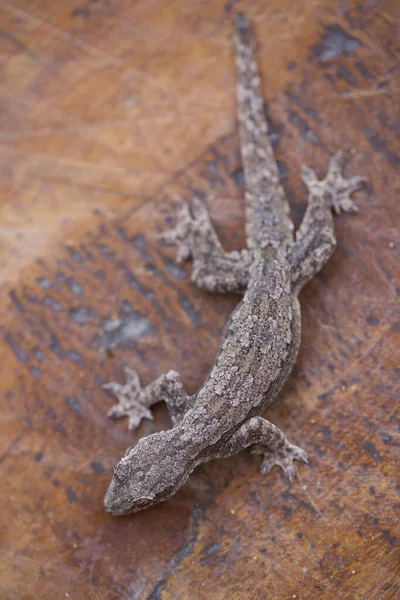 Lizard Rock — Stock Photo, Image