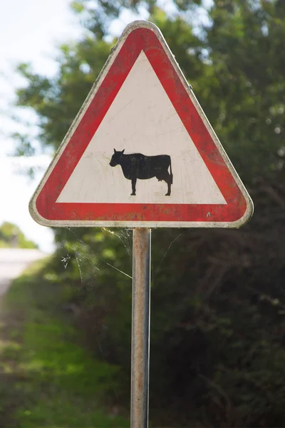 Road Sign Cow Warning Symbol — 图库照片