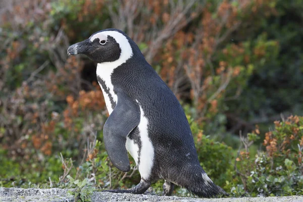 Svart Vit Tailed Pingvin Promenader Stranden — Stockfoto