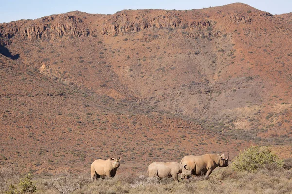 꼬챙이 검은코뿔소 사막의 계곡에서 수술대를 — 스톡 사진