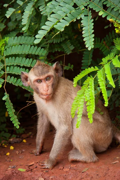 Mono Salvaje Lindo Bosque Tropical — Foto de Stock