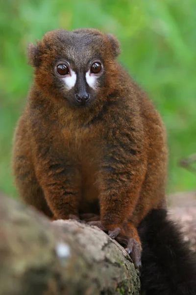 Lemur Vientre Rojo Eulemur Rubriventer — Foto de Stock