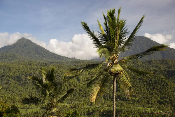 Yoğun yeşil yağmur ormanı manzarası ve arka planda kalderanın tepesi bir volkan.