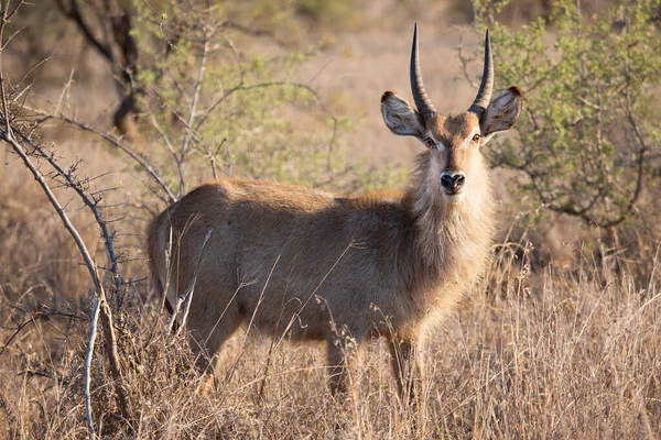 Close Zicht Mannelijke Waterbok Kobus Ellipsiprymnus — Stockfoto