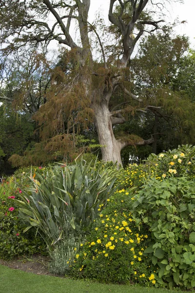 Plantas Verdes Jardim — Fotografia de Stock