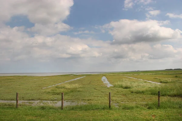 Deniz kenarındaki yeşil tarla