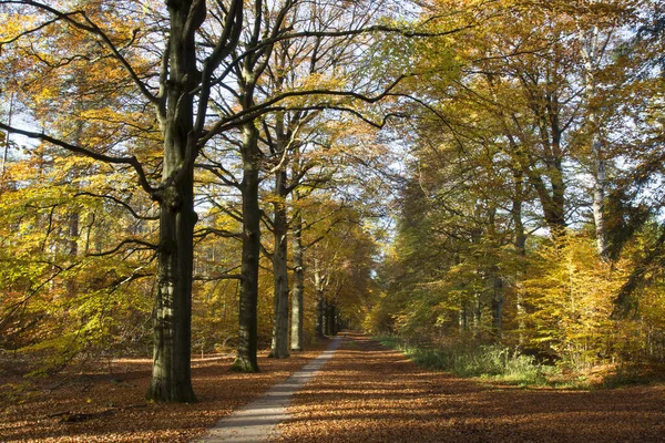 Podzimní Les Žlutými Listy Stromy — Stock fotografie