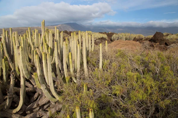 Kaktüs bitkileriyle volkanik vadi manzarası