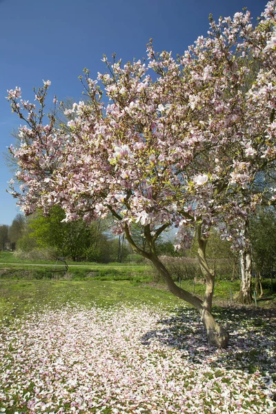 Άνθη Του Δέντρου Magnolia Πιατάκι Μανόλια Ένα Πάρκο Κήπο Πλήρη — Φωτογραφία Αρχείου