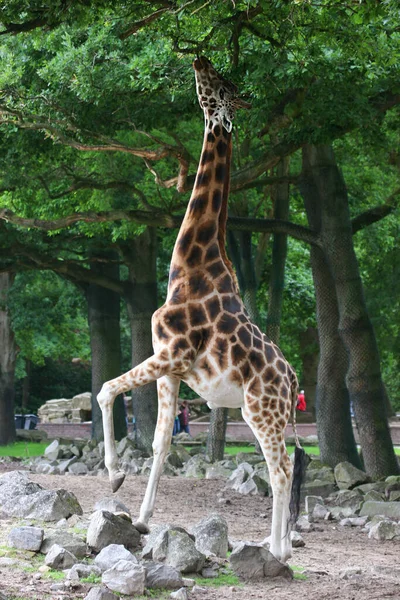 動物園でキリンを切り取り — ストック写真