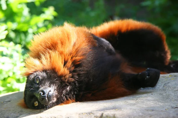 Closeup Shot Cute Red Ruffed Lemur Varecia Rubra — Stock Photo, Image